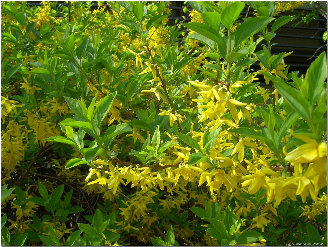 Forsythia ovata