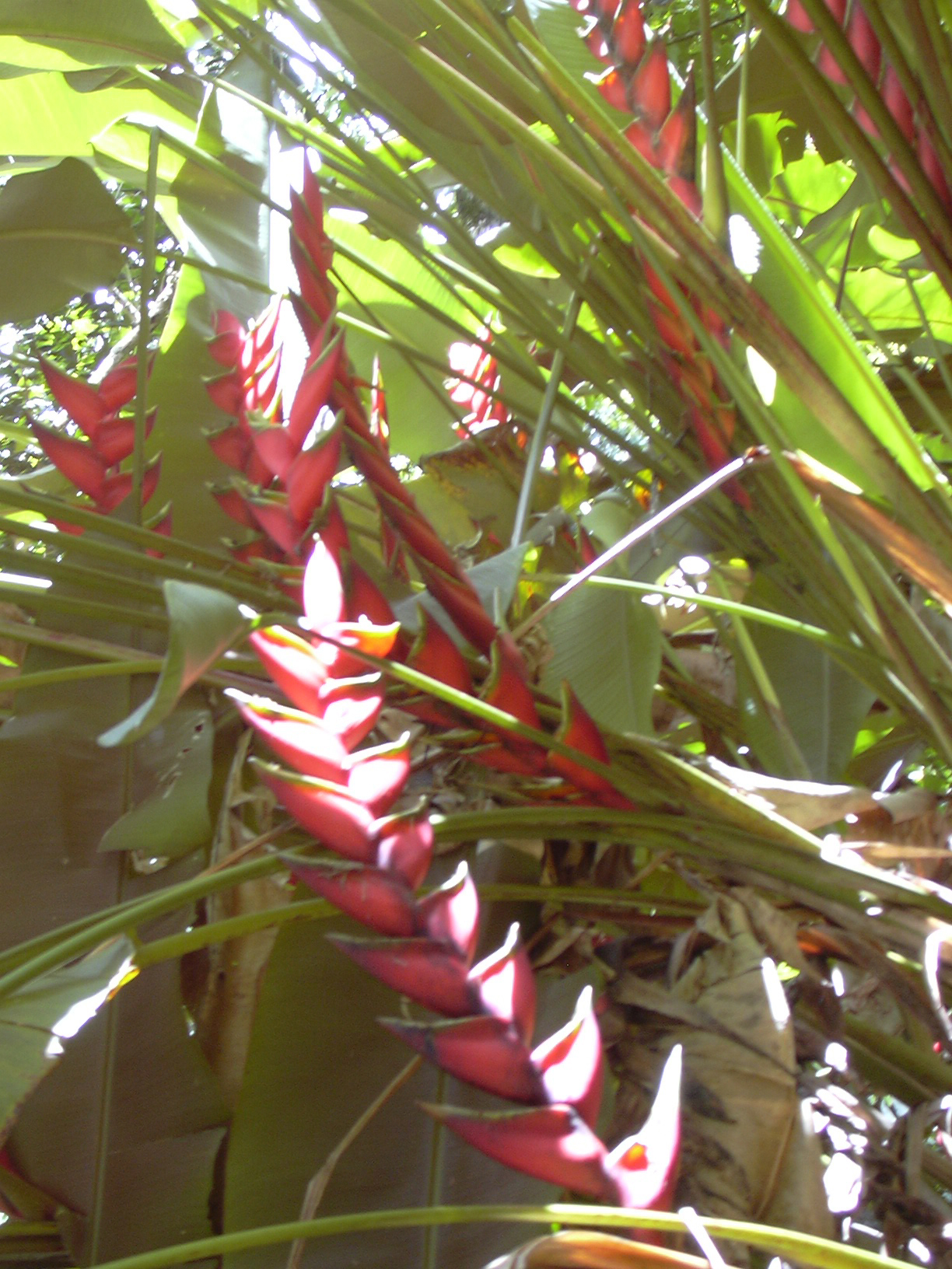 Heliconia bihai