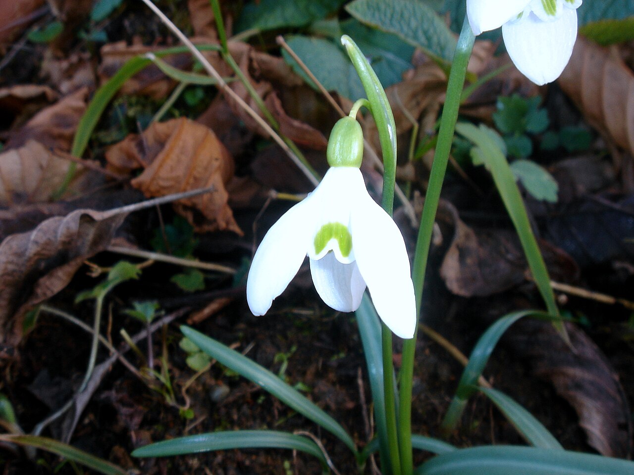 Galanthus angustifolius