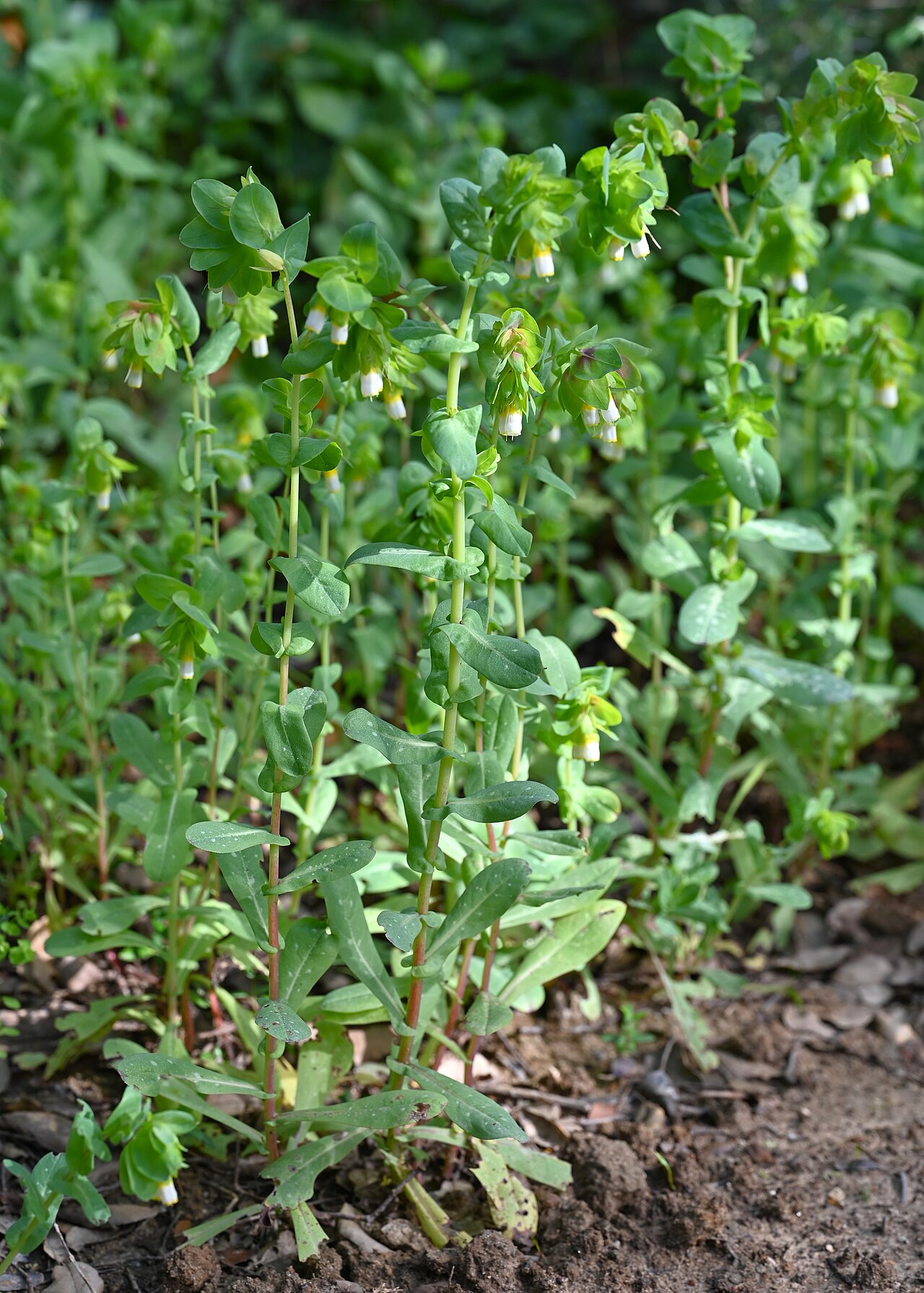 Cerinthe major