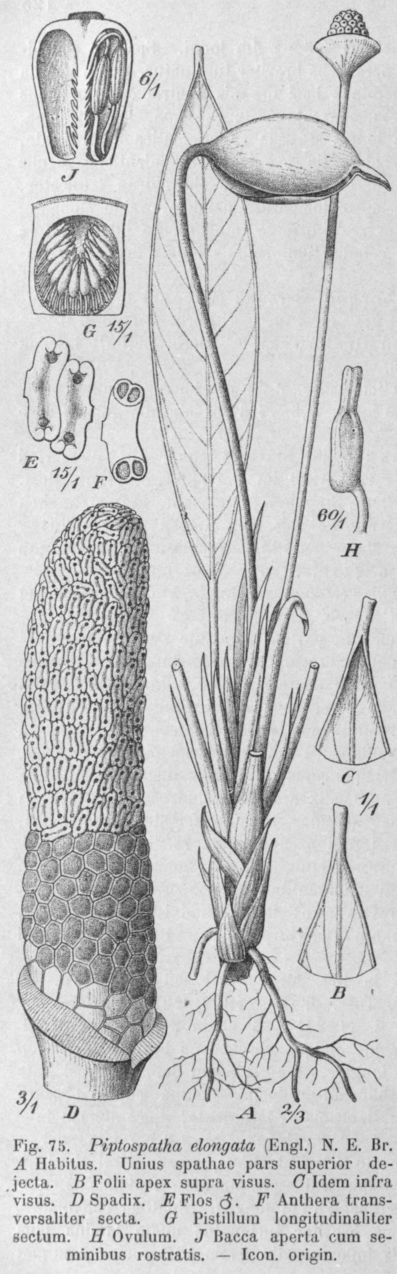 Rhynchopyle elongata