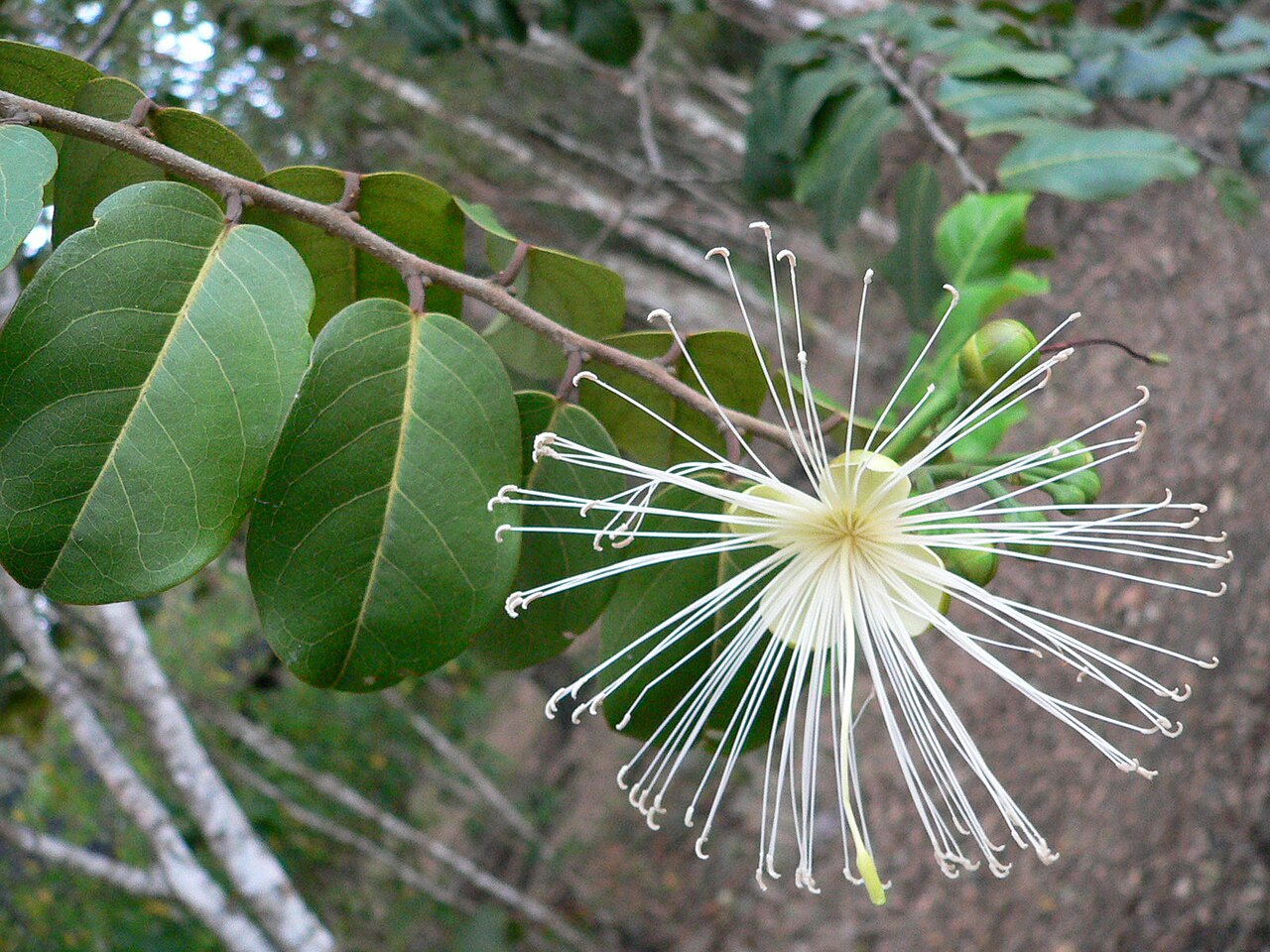 Cynophalla hastata