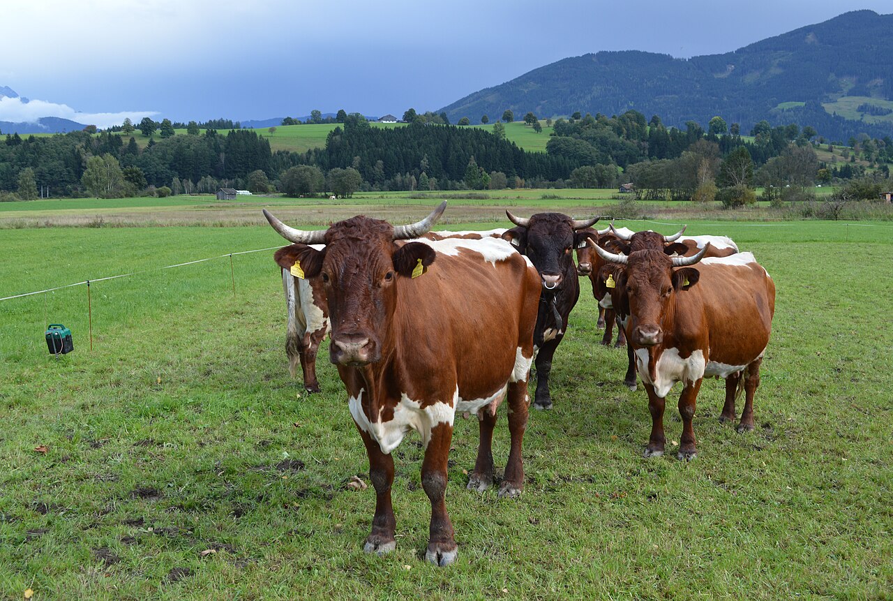 Pinzgauer Cattle