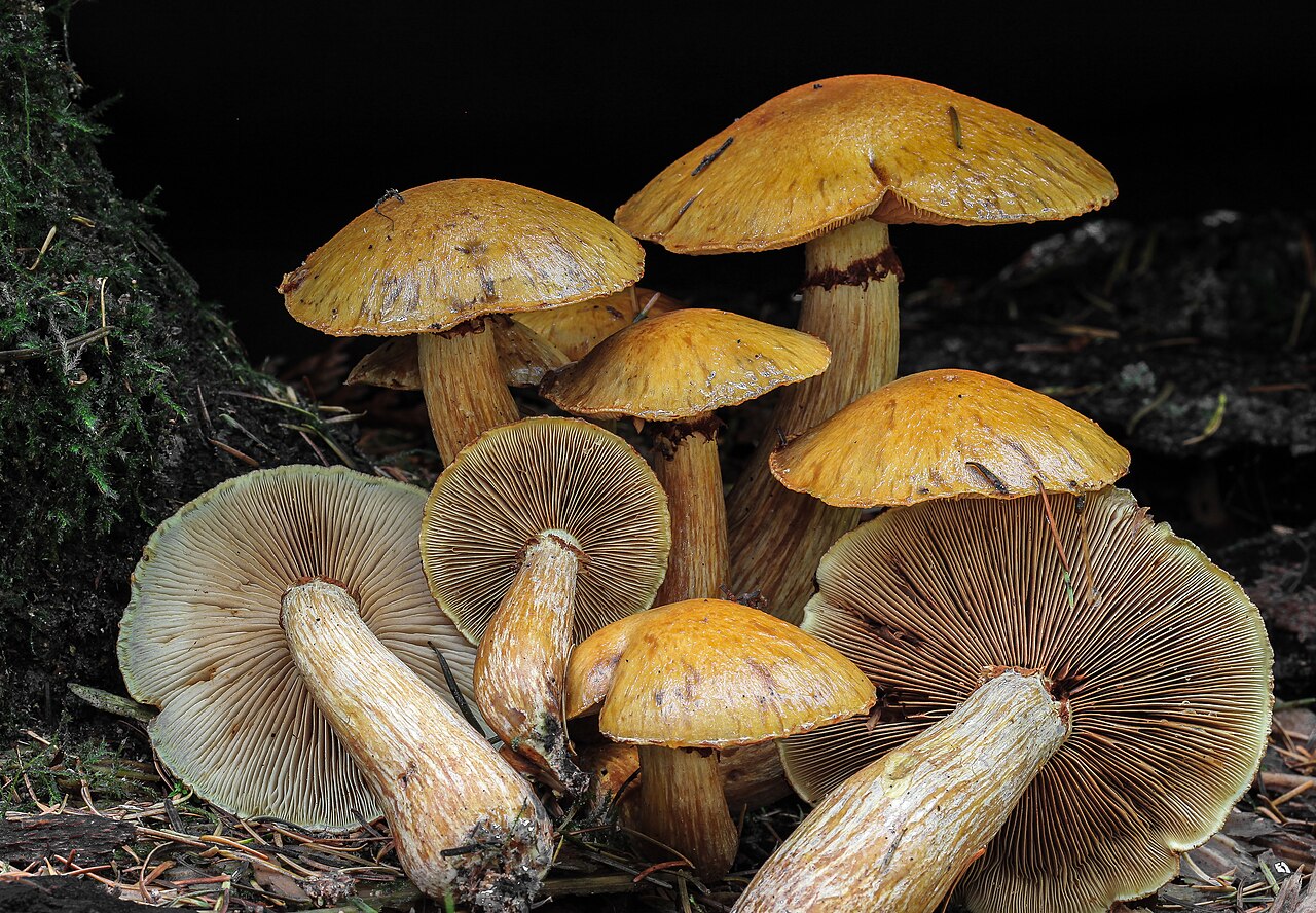 Gymnopilus viridans