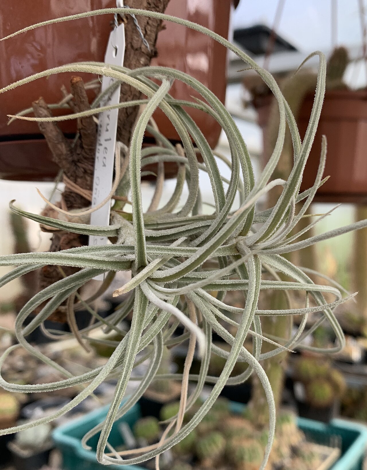 Tillandsia caerulea