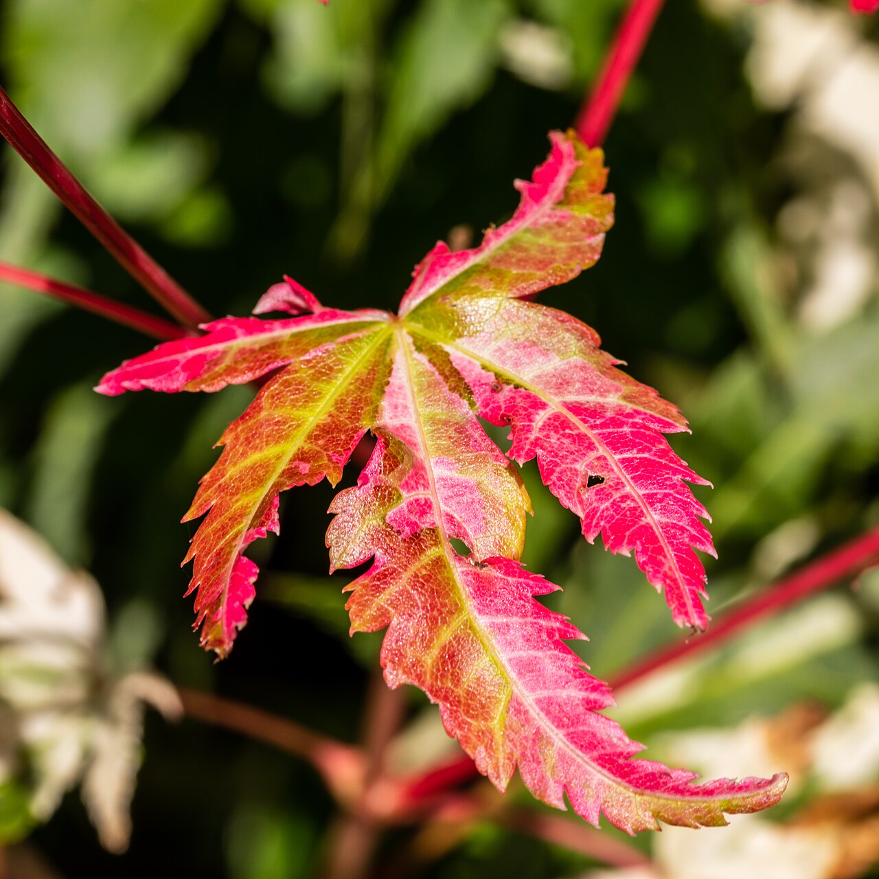 Acer japonicum