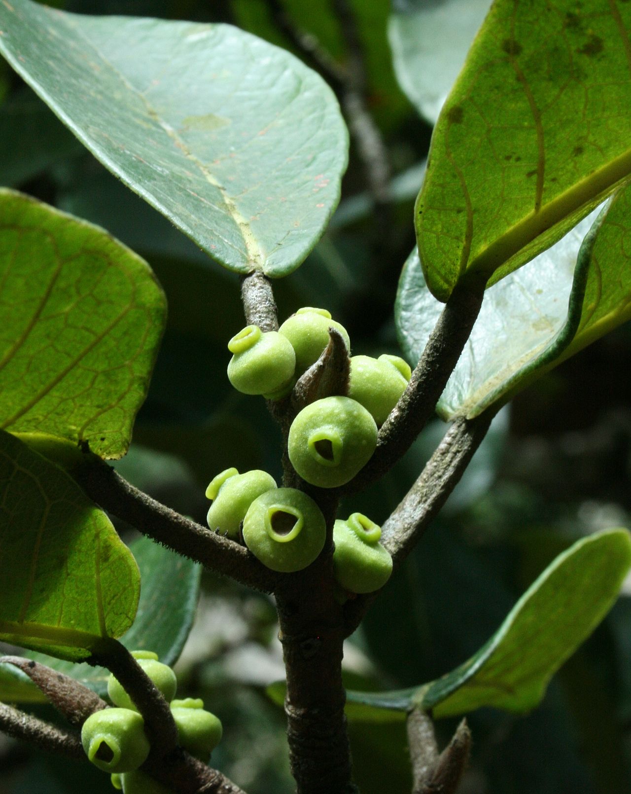 Ficus malacocarpa