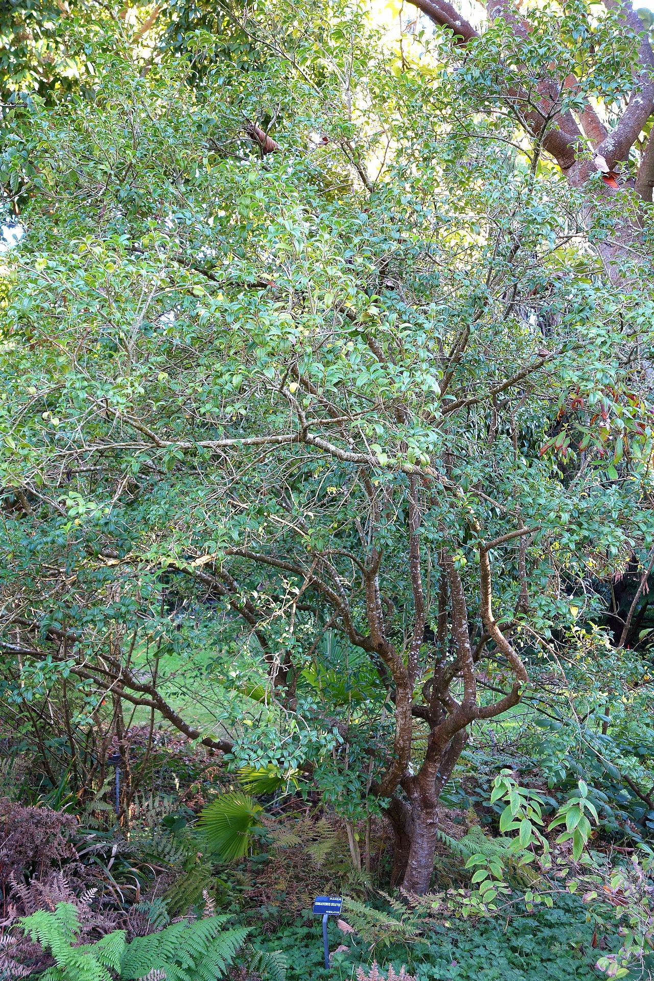 Osmanthus suavis