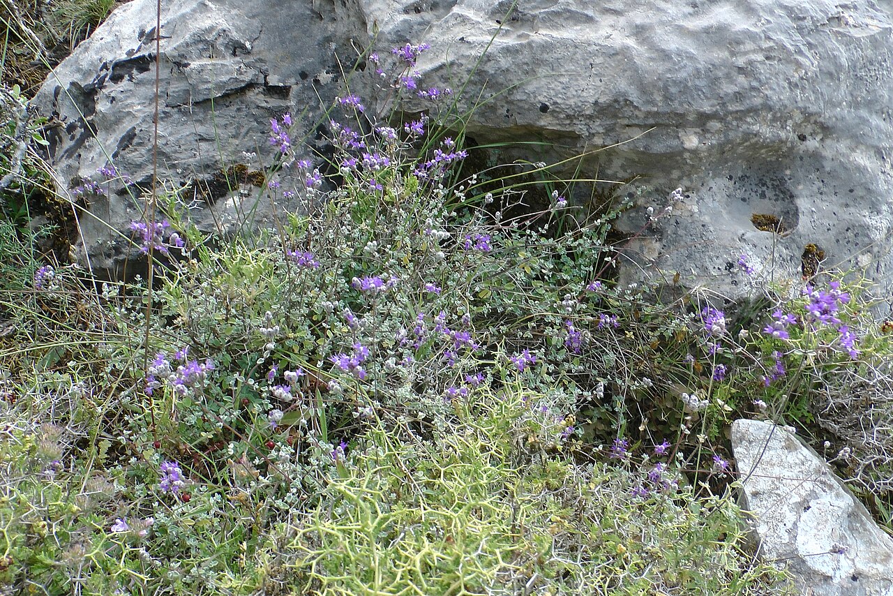 Origanum microphyllum