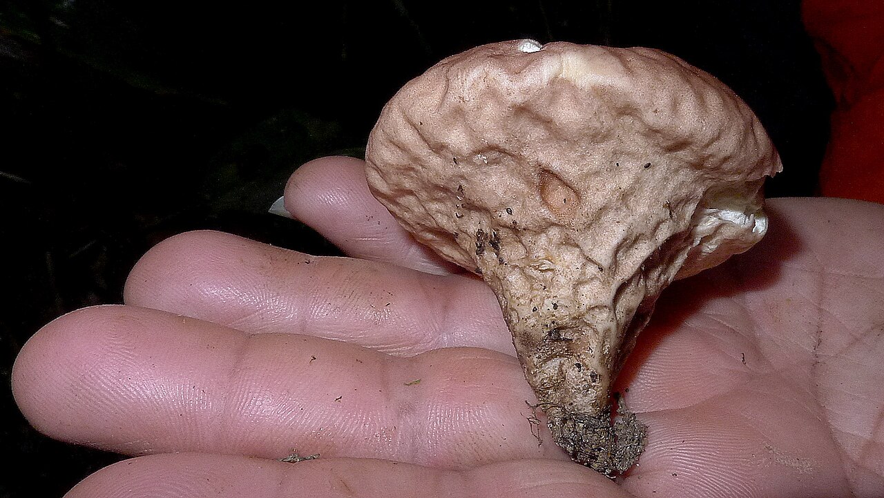 Calvatia rugosa