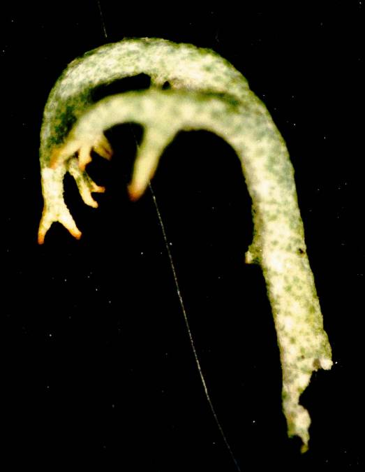 Cladonia arbuscula
