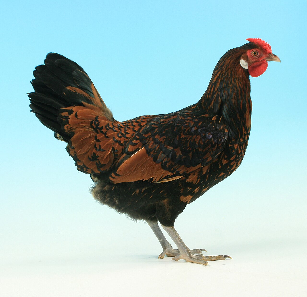 Old English Pheasant Fowl