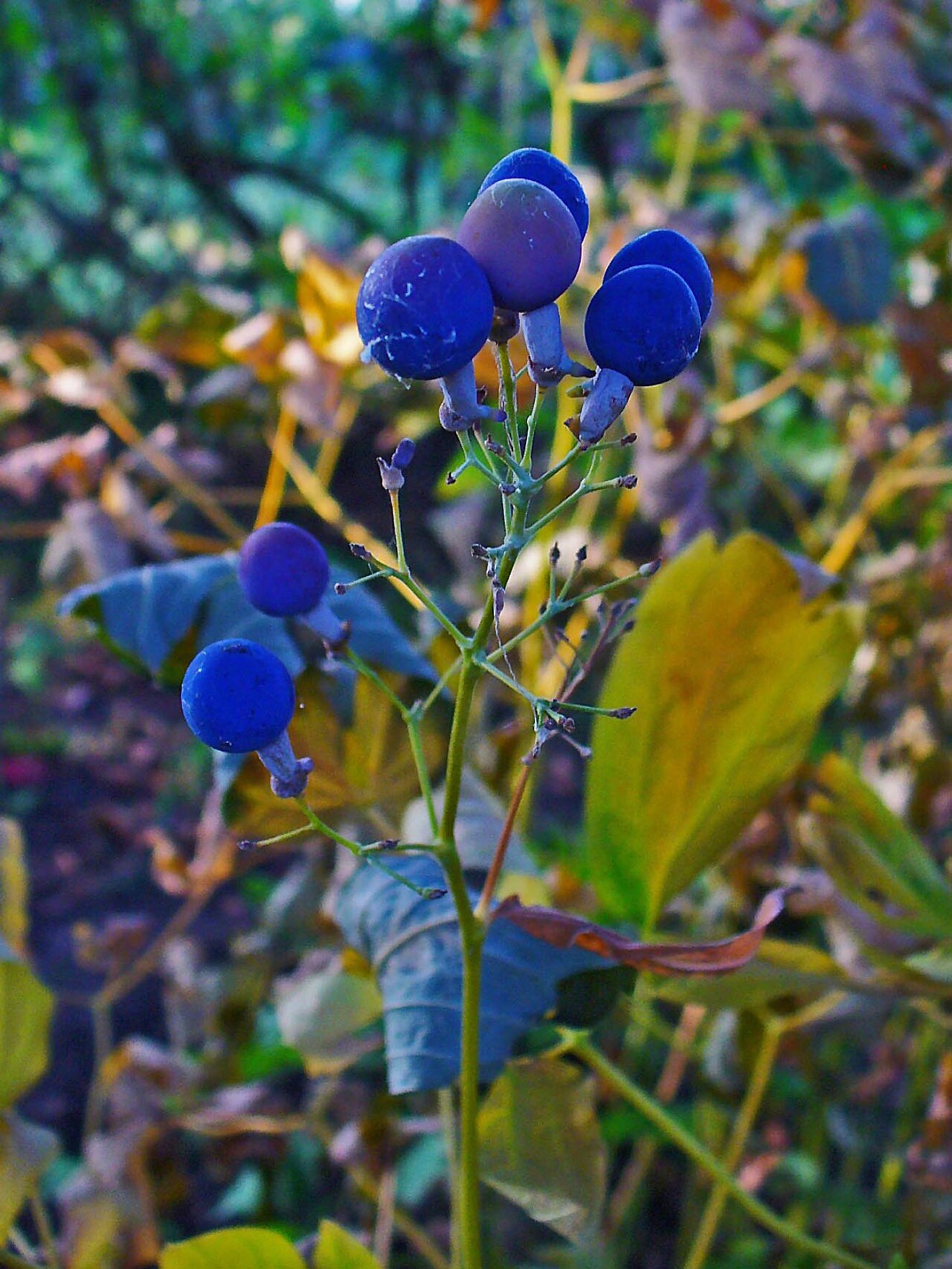 Caulophyllum thalictroides