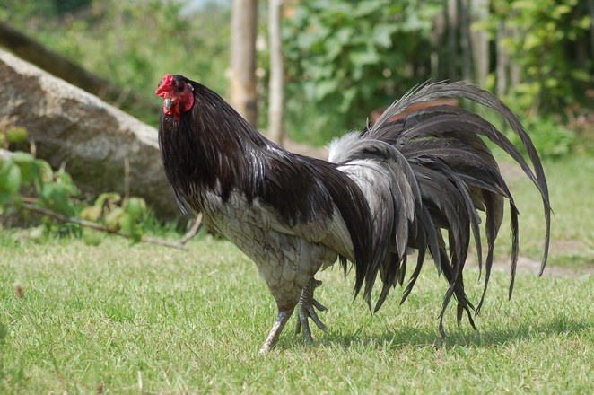 Sumatra