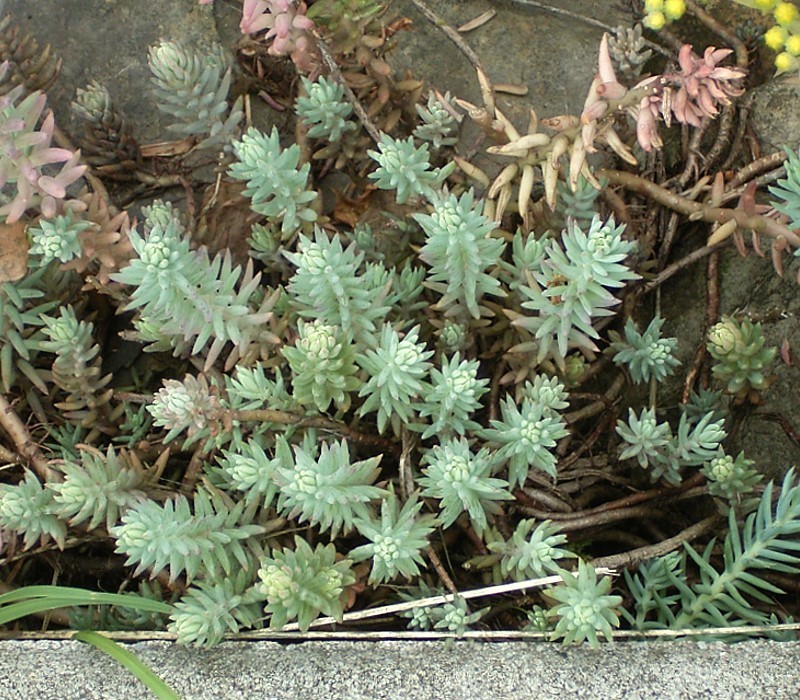 Petrosedum albescens