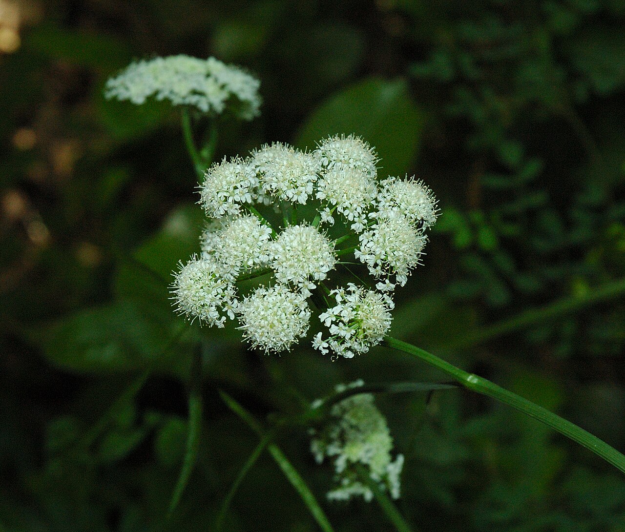 Bunium bulbocastanum