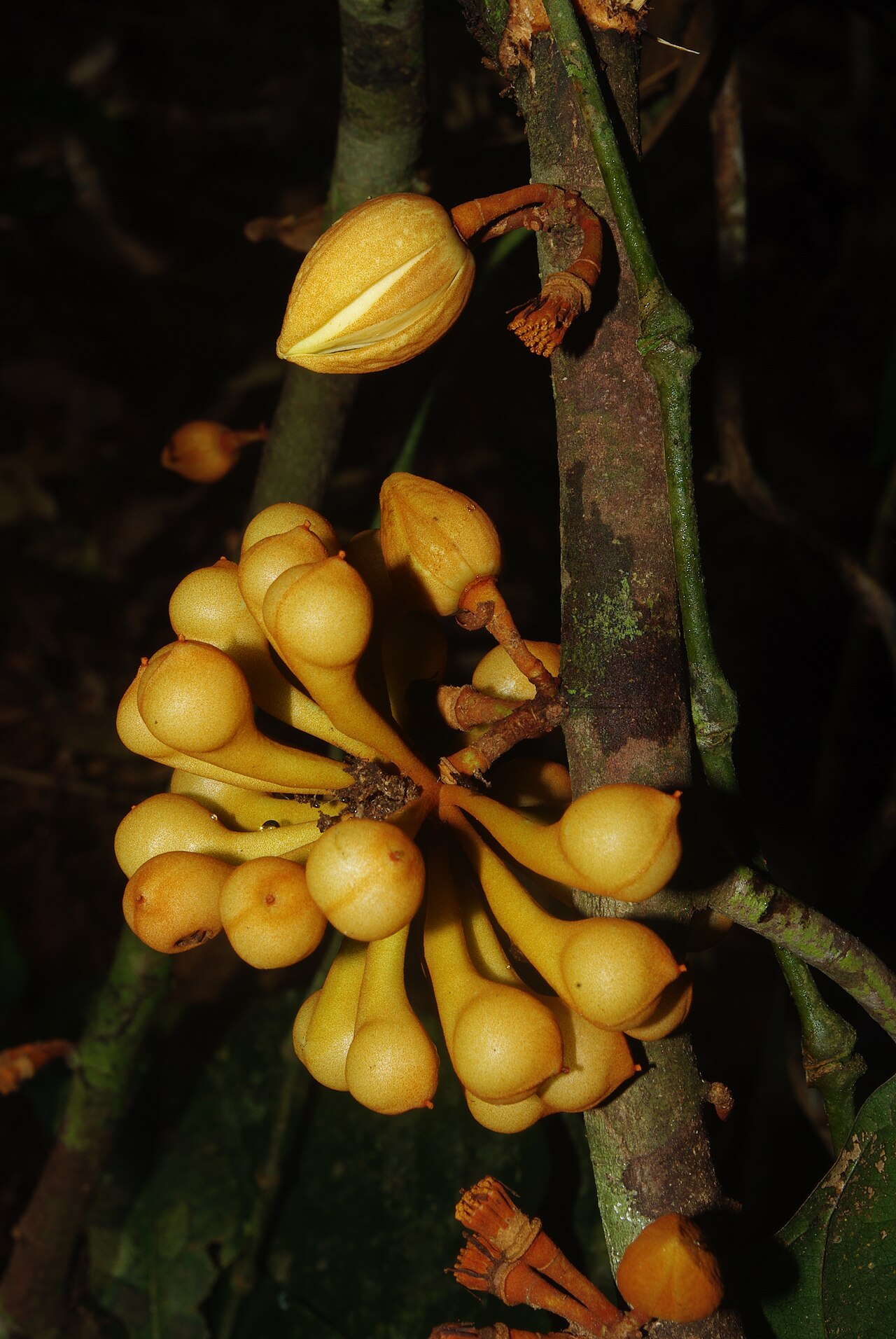 Anaxagorea phaeocarpa