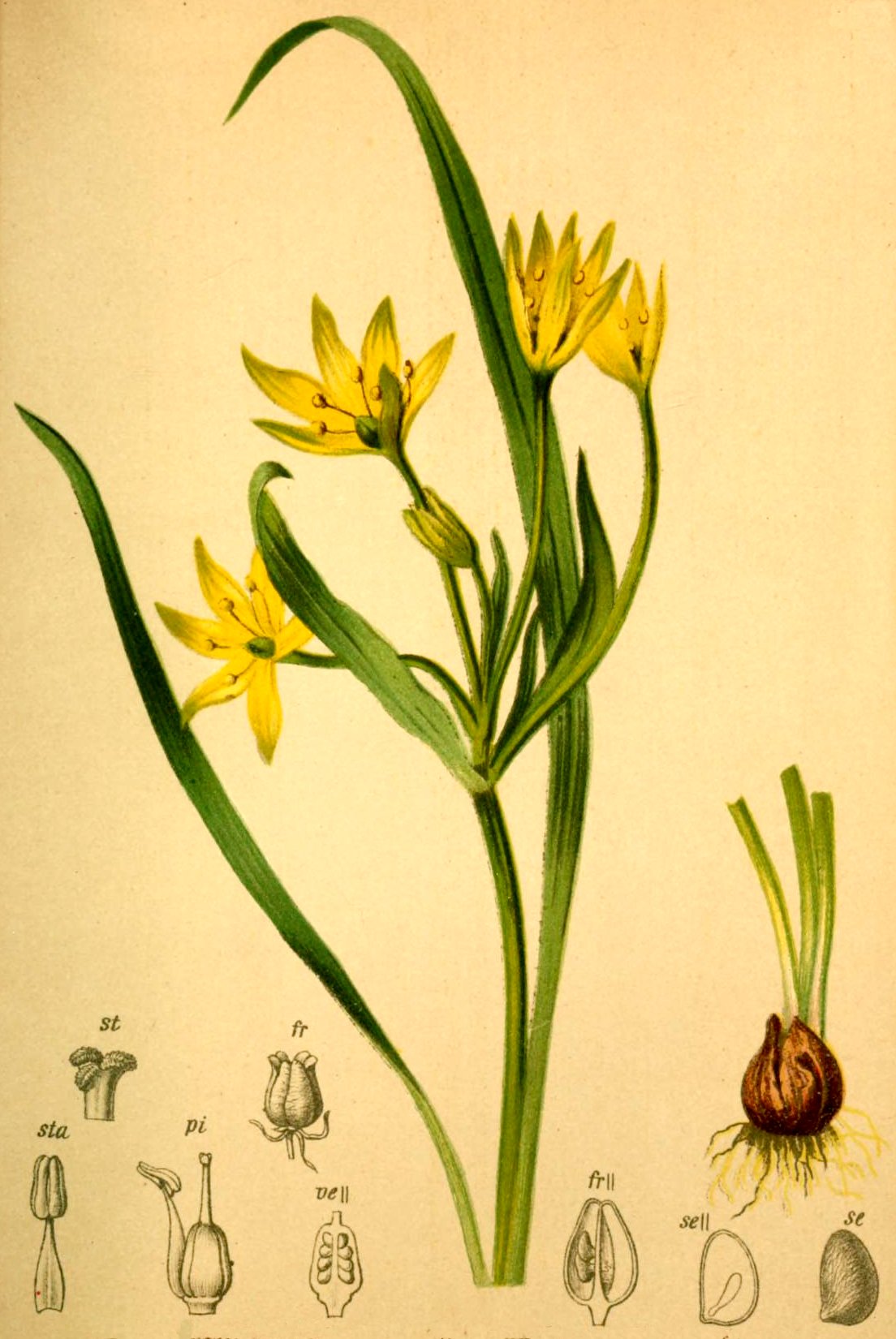 Gagea fragifera