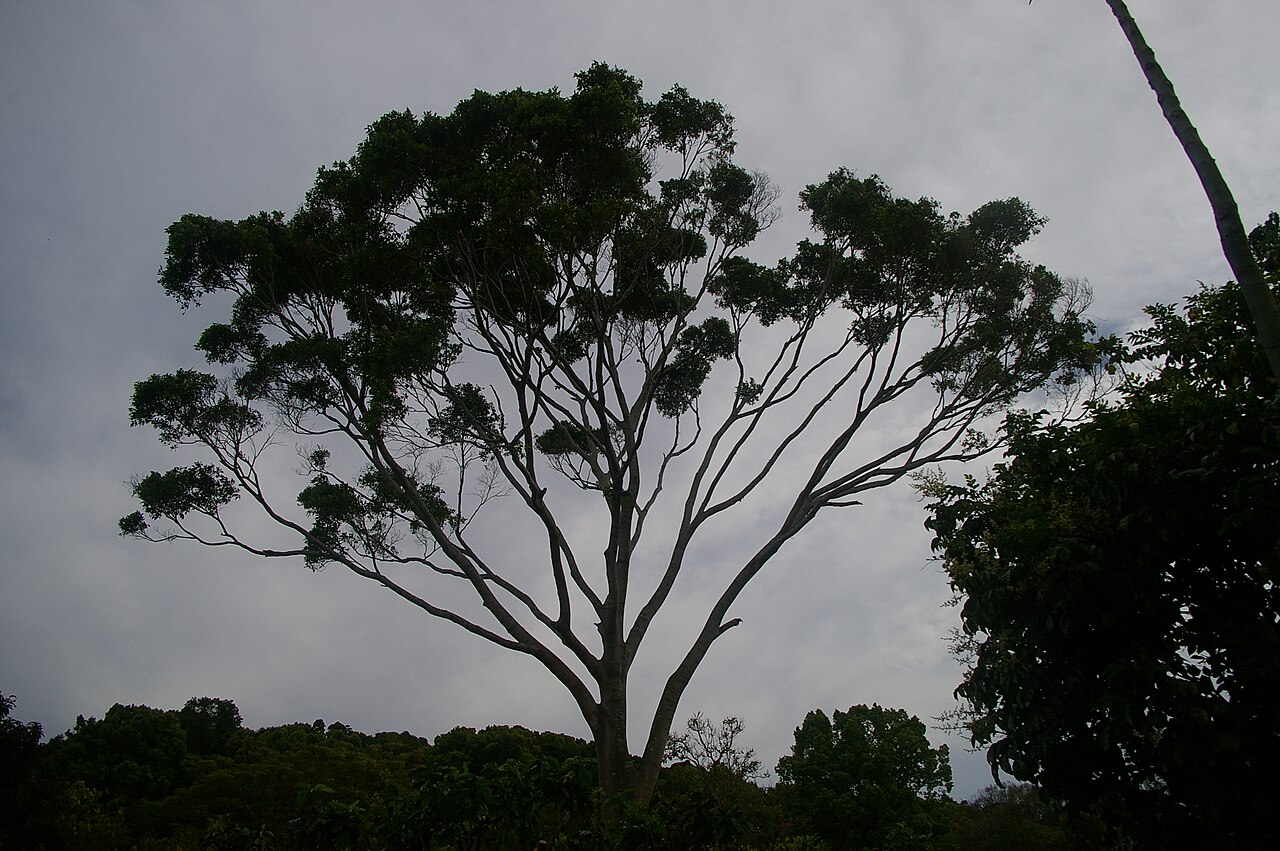 Small-leaved fig
