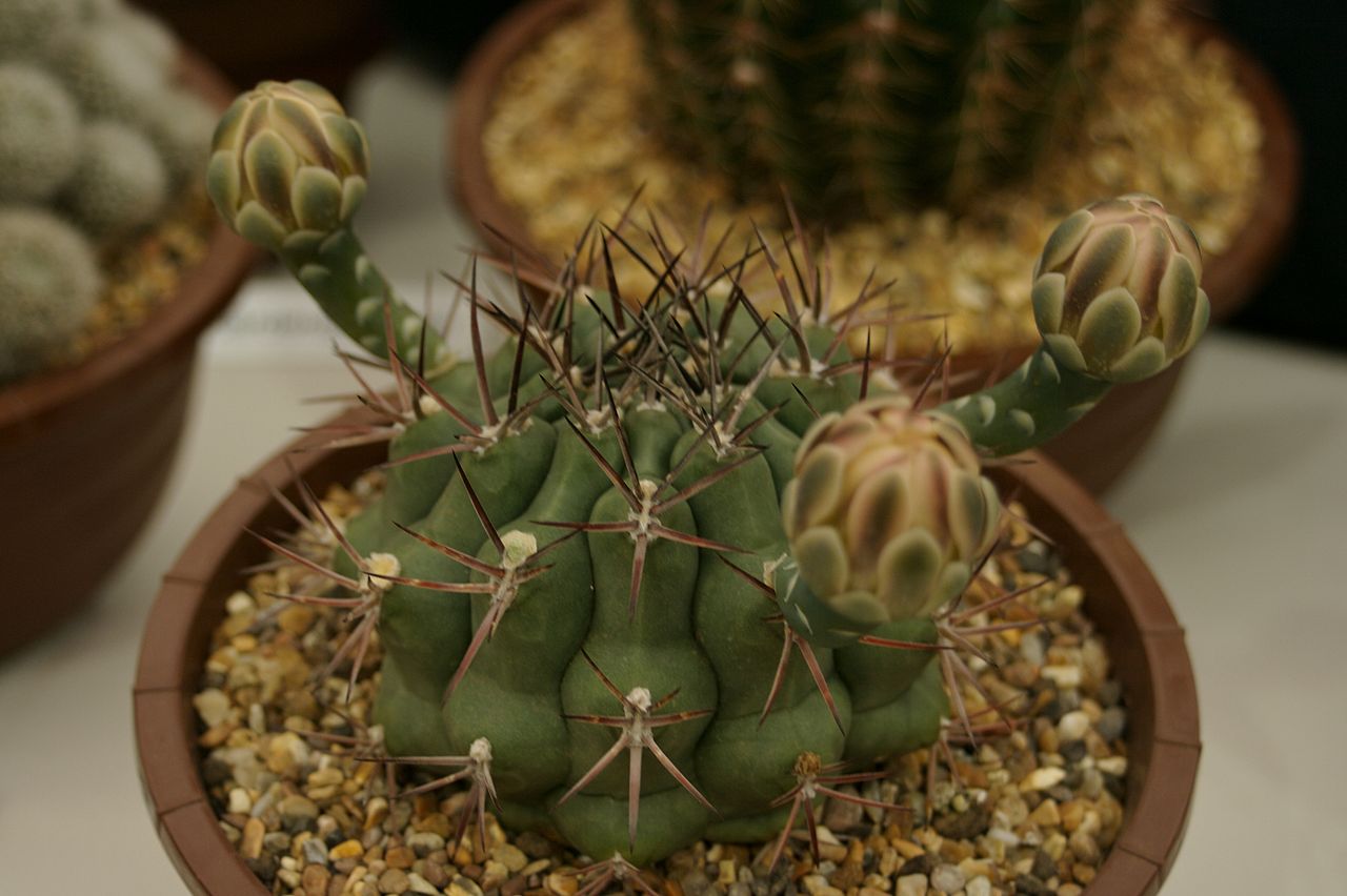 Gymnocalycium schickendantzii