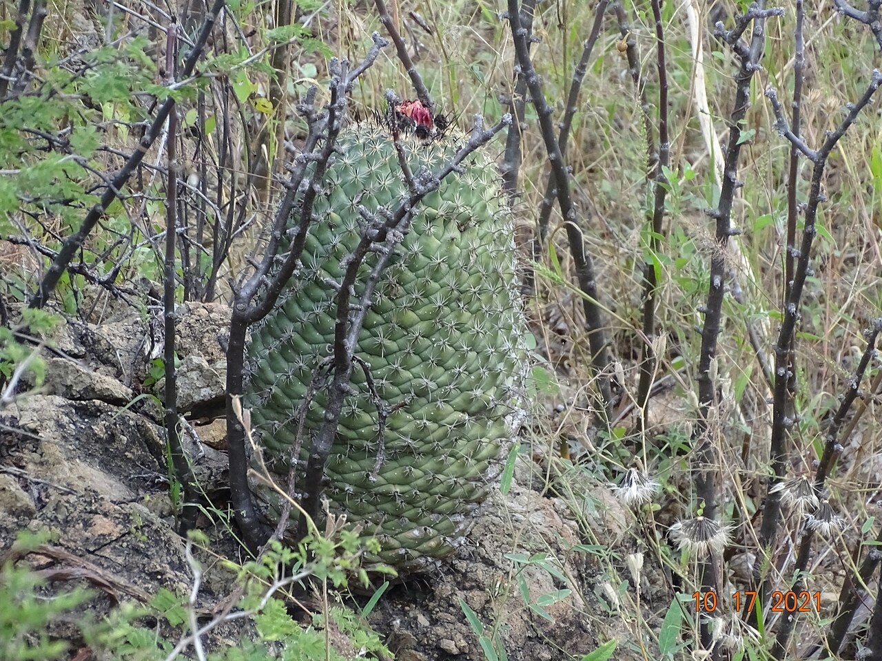 Coryphantha longicornis