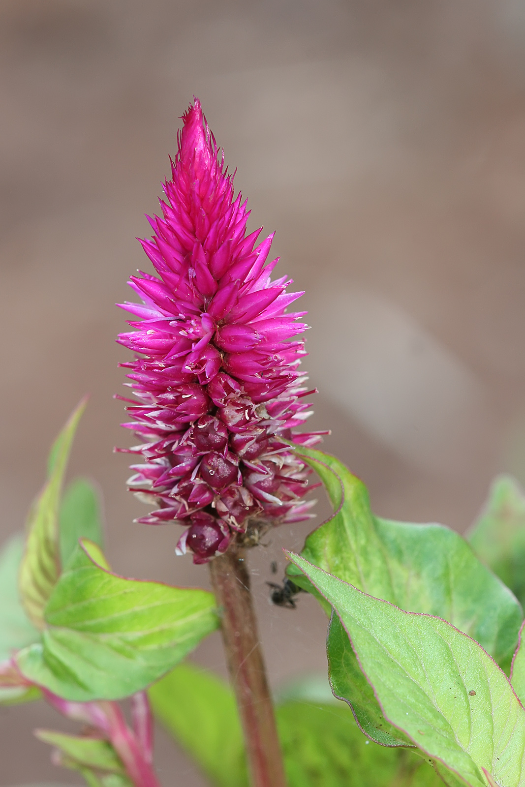 Celosia spicata