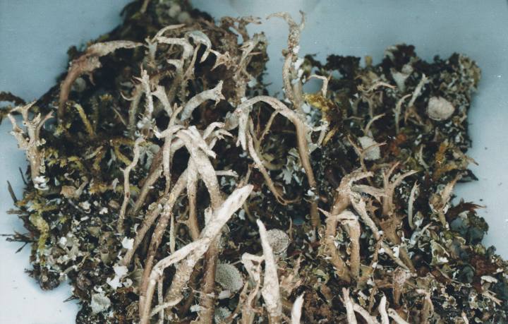 Cladonia farinacea