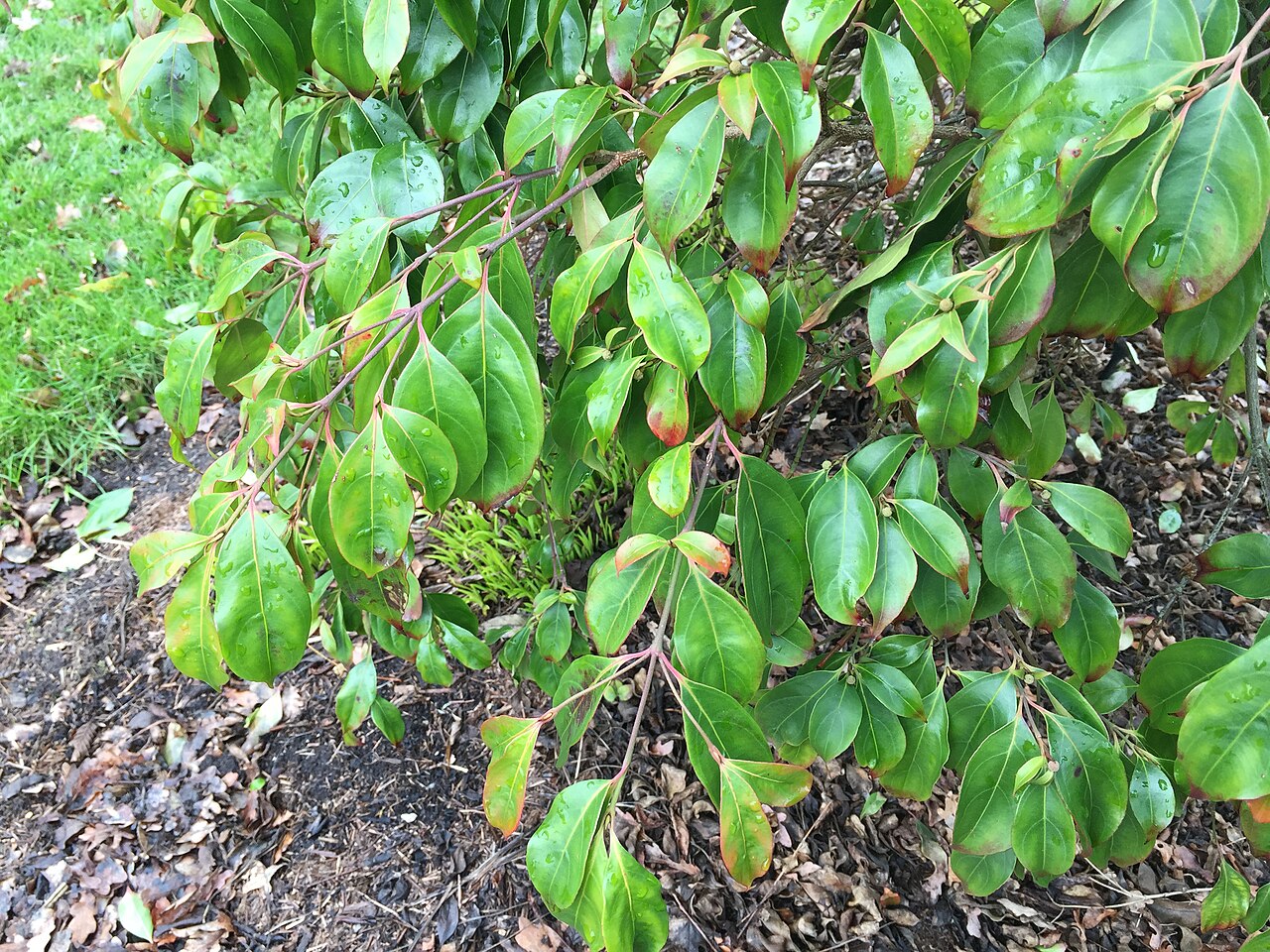 Cornus hongkongensis