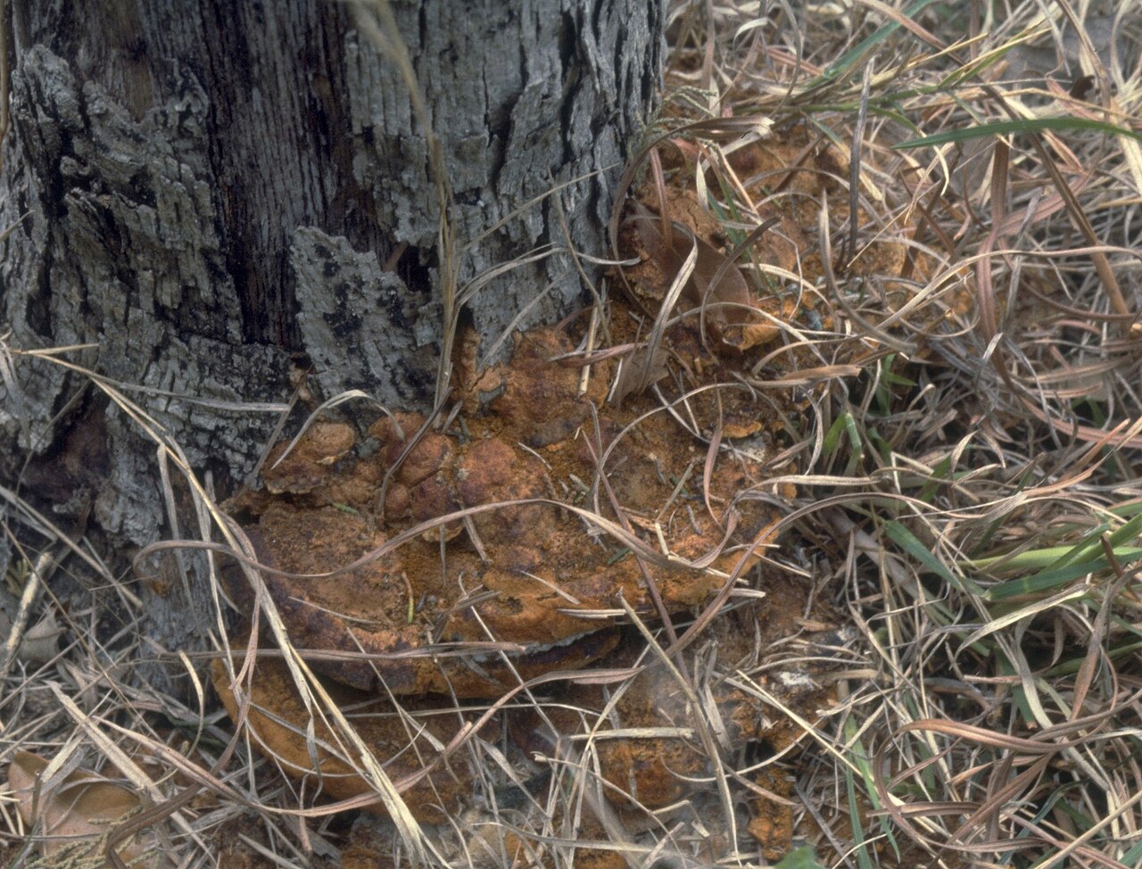Phellinus gilvus