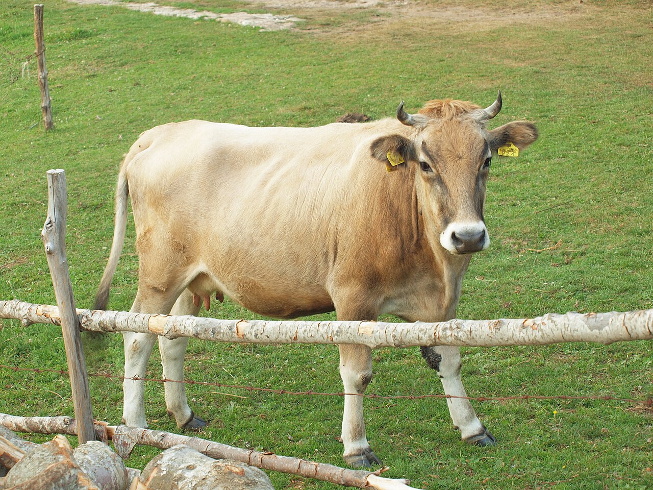 Buša cattle