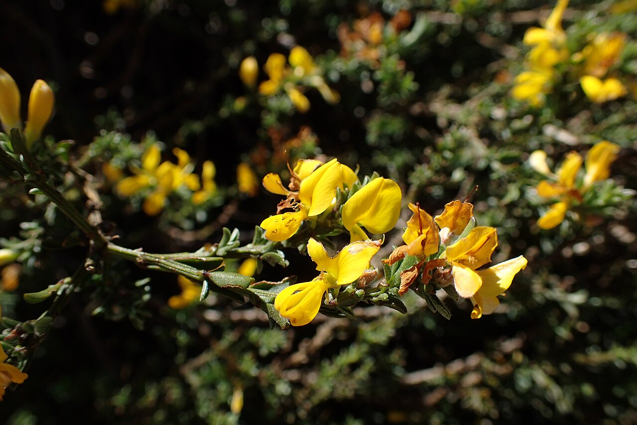 Cytisus beanii
