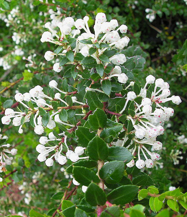 Gaultheria insana