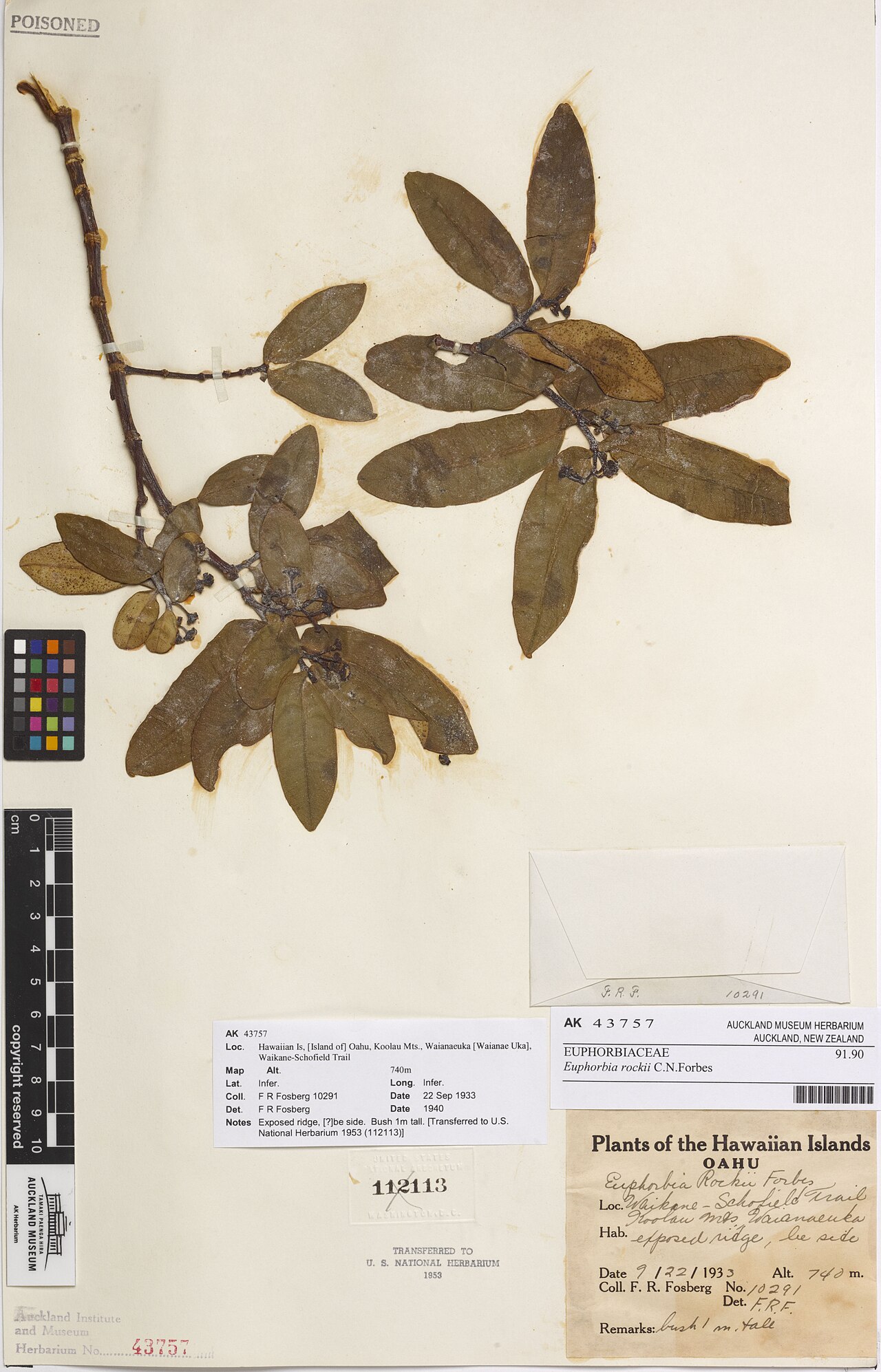 Euphorbia rockii