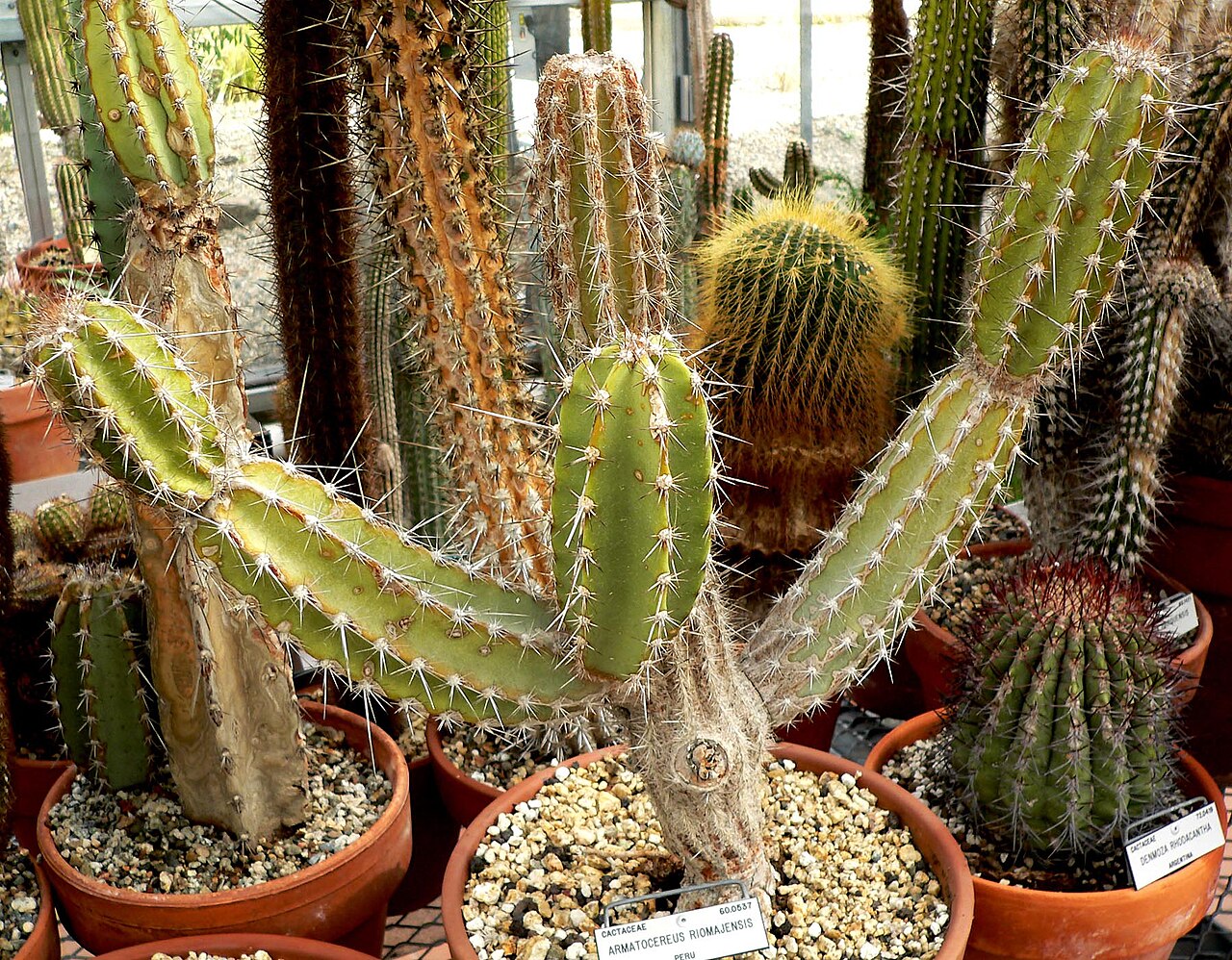 Armatocereus ghiesbreghtii