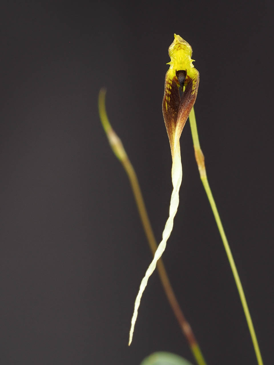 Bulbophyllum contortisepalum