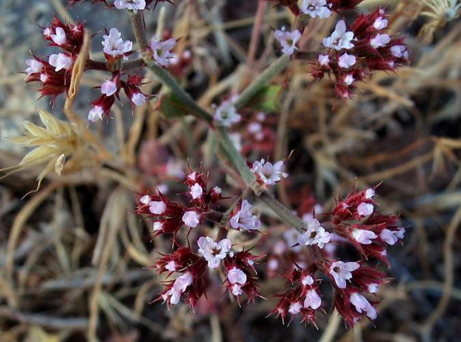 Chorizanthe staticoides