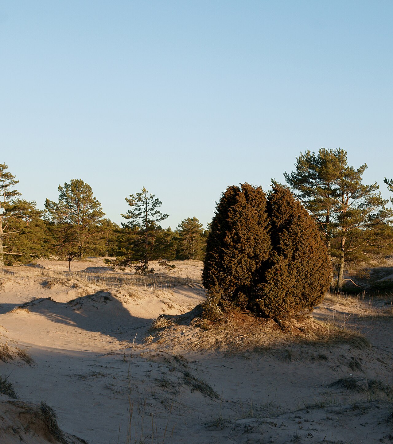 Juniperus alpina