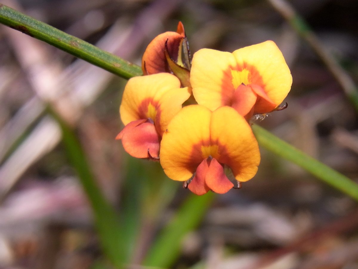 Daviesia alata