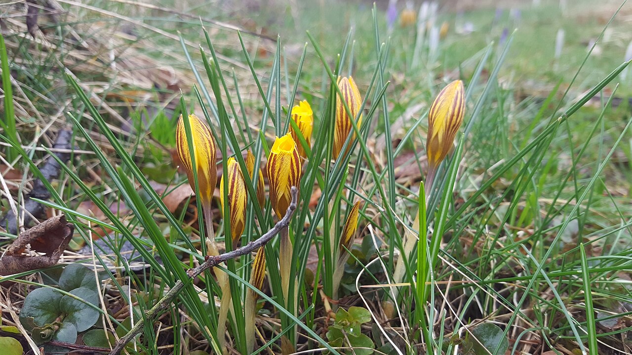 Crocus chrysanthus