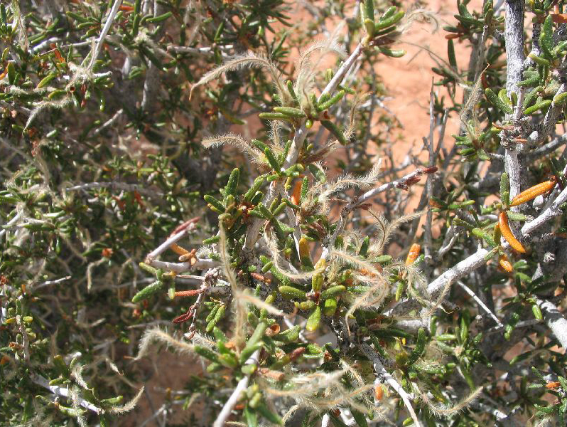 Cercocarpus intricatus