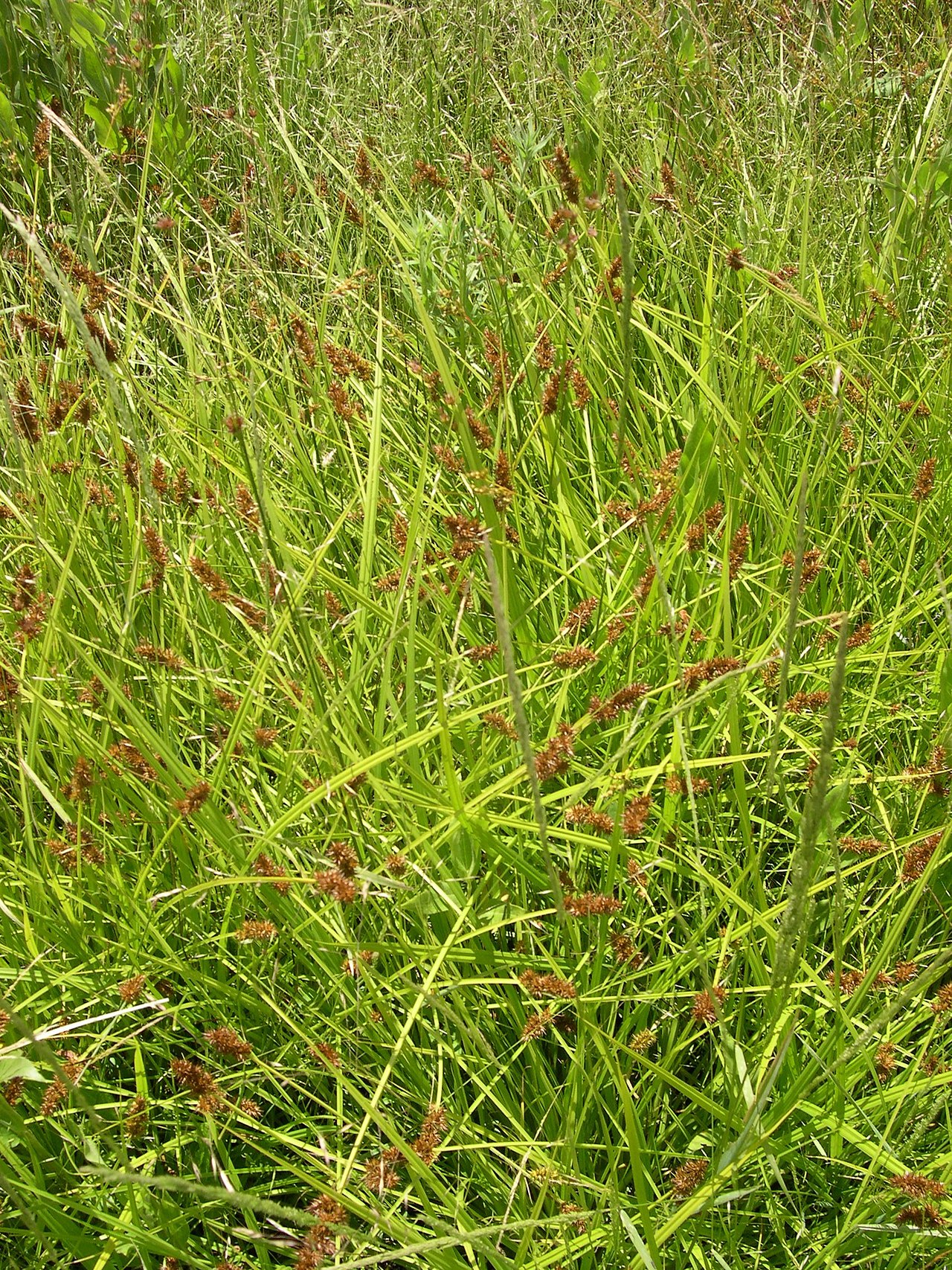 Carex stipata