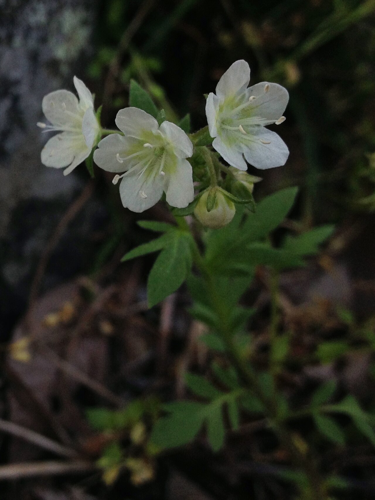 Phacelia dubia
