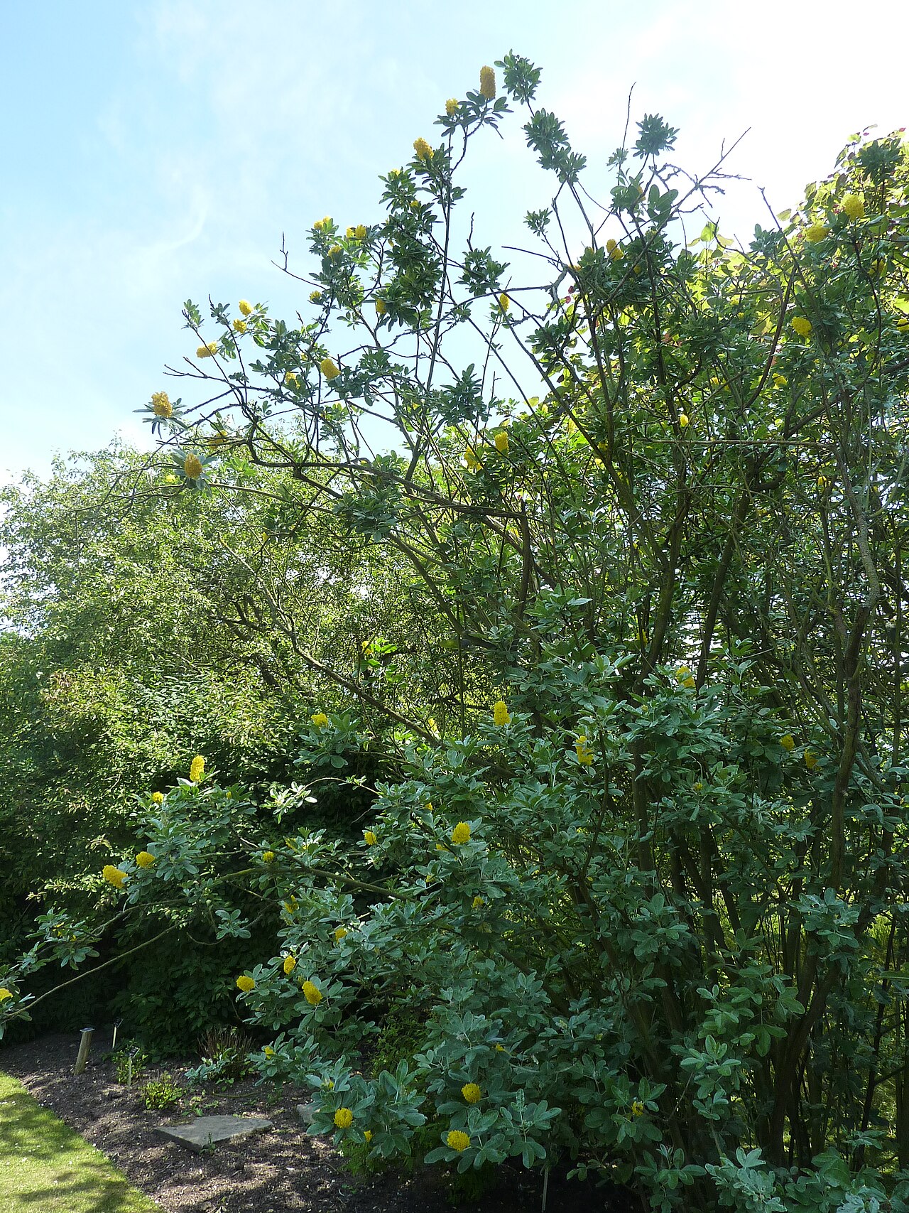 Argyrocytisus battandieri