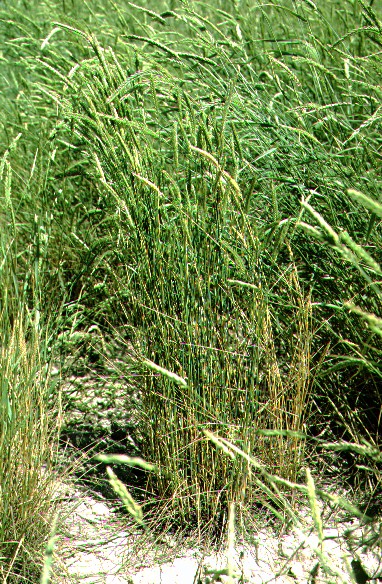 Agropyron sibiricum