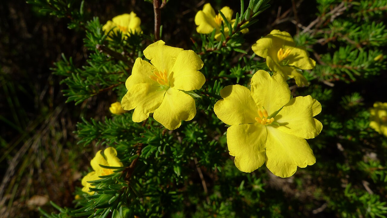 Hibbertia cistiflora