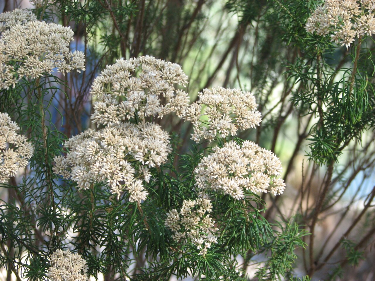 Common cassinia