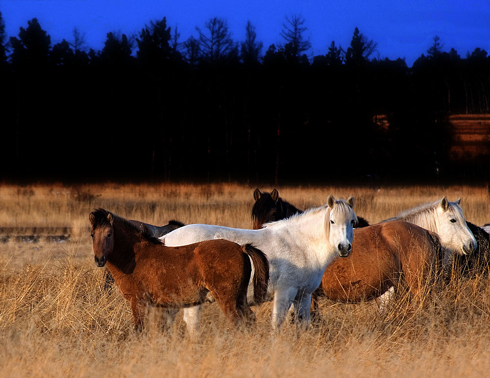 Yakutian horse