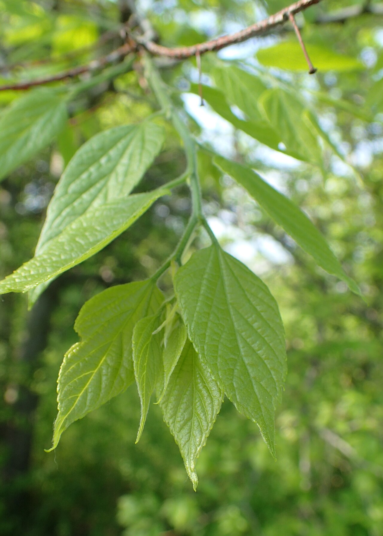 Bunge's hackberry