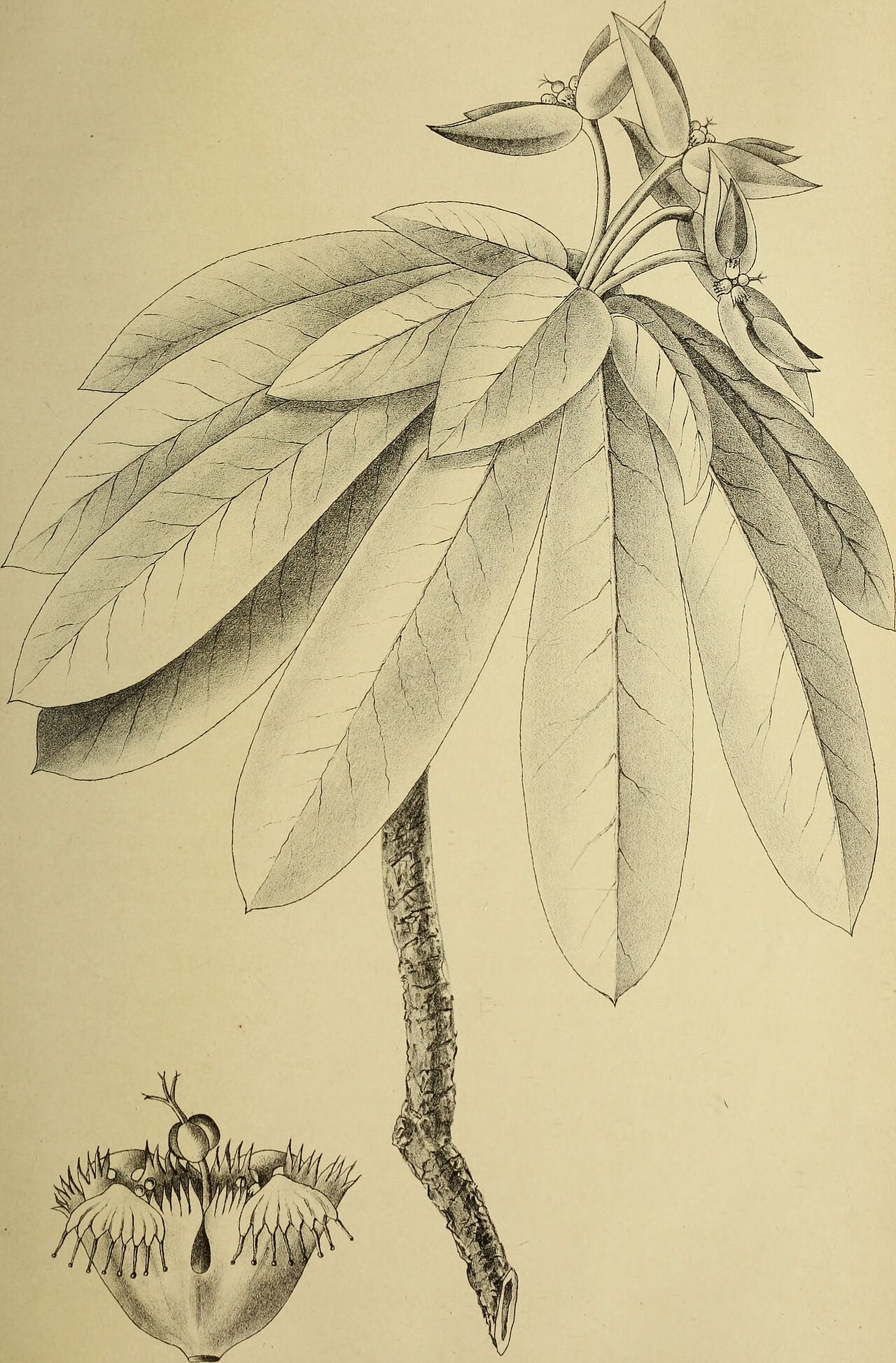 Euphorbia noxia