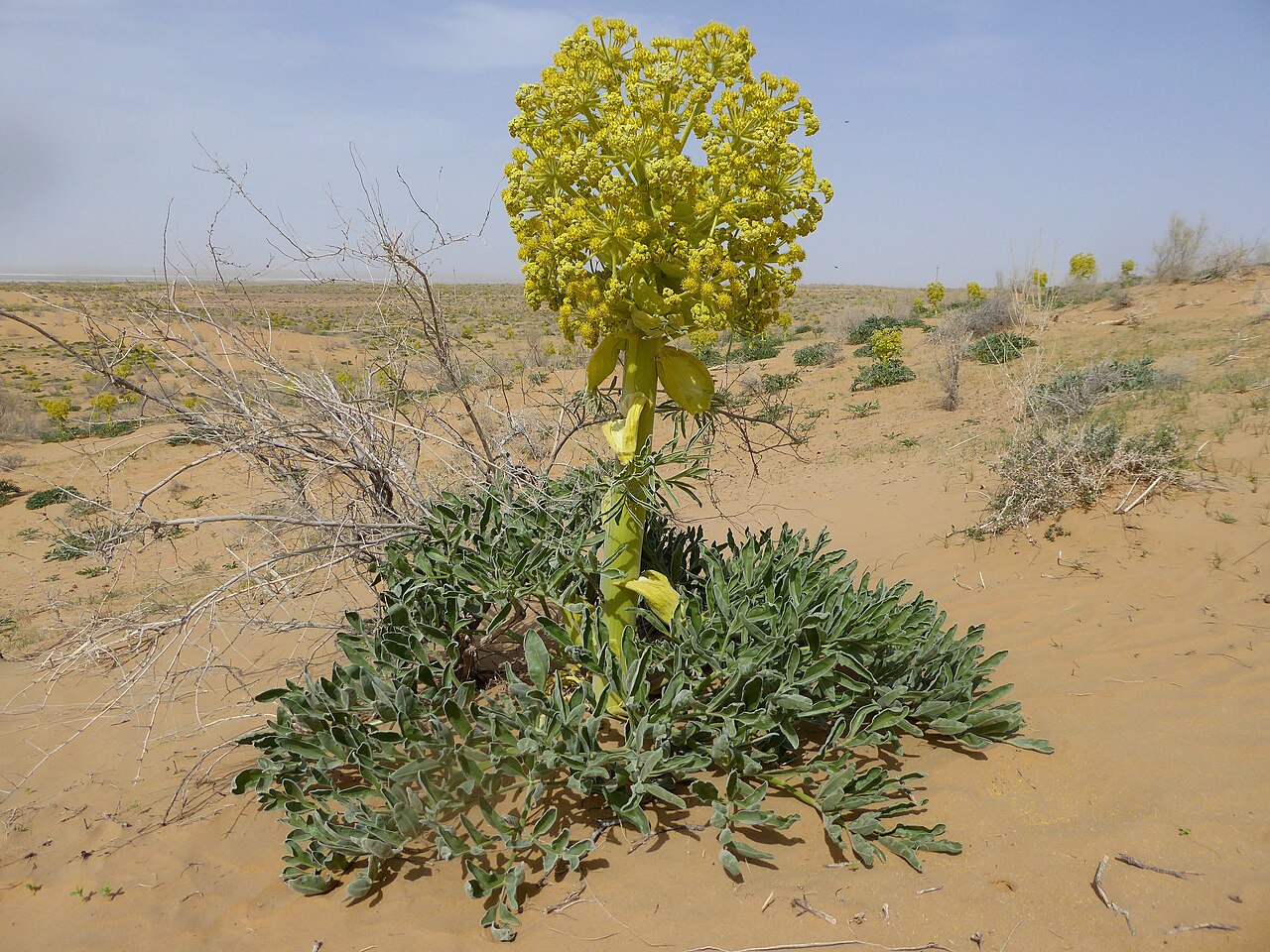 Ferula foetida